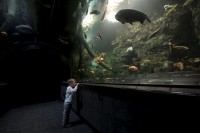 /album/fotogalerie-obri-akvarium-v-hradci-kralove-nejvetsi-sladkovodni-akvarium-v-cr/obri-akvarium-hradec-kralove-jpg/